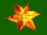 illustration of the orange star tulip flower