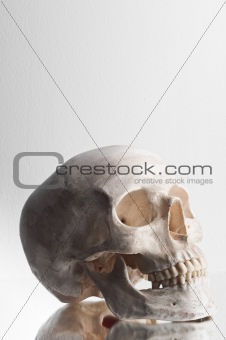 Anatomically correct medical model of the human skull