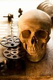 Cogs taken out from human skull for further inspection