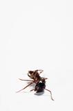 Dead ant against isolated white background