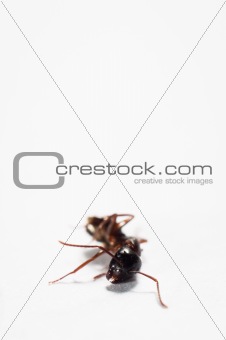 Dead ant against isolated white background