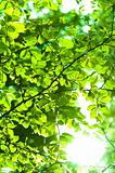 Sun shining trough leaf in forest