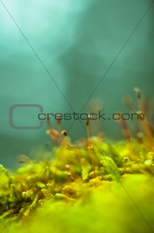 Macro shot of fresh green moss