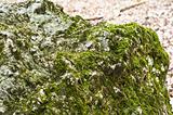 Bright green moss on rock in forest