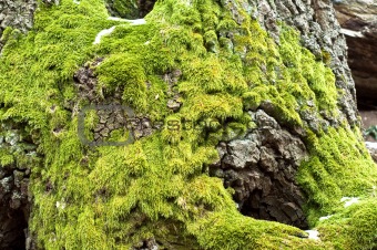Bright green moss on tree trunk