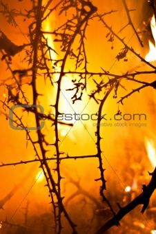 Wildfire in the forest