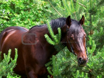 portrait of bay horse in pine tree