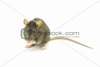 gray rat 