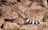 Portrait of a Rattlesnake.