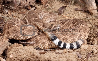 Portrait of a Rattlesnake.
