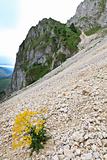 plant on a mountain slope