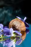 Shell of a snail with purple flowers around it