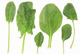 different shape of fresh spinach
