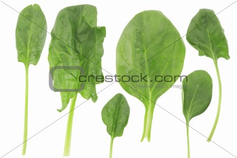 different shape of fresh spinach