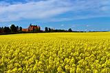 Castle surrounded by canola fields