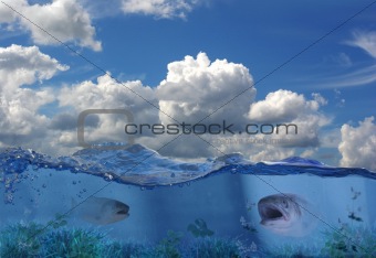 salmon under water
