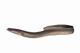 long eel