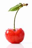 Fresh red cherry isolated on white
