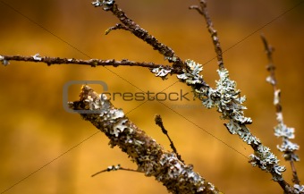 Lichen (Hypogymnia physodes) growing on a branch