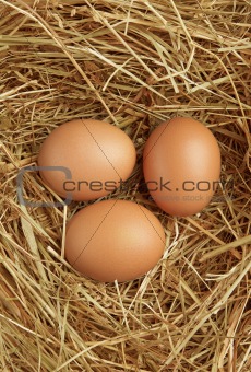 Three eggs in nest
