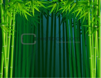 Bamboo forest background