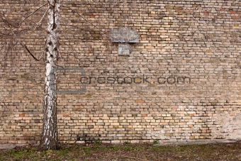 Aged wall and a birch 