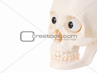 Human skull 