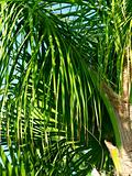 palm tree  leaves clouseup