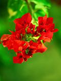 red Mediterranean flower