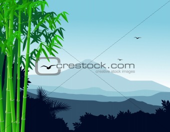 Nature bamboo background
