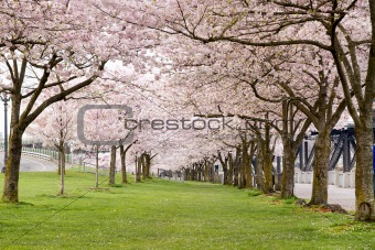 Cherry Blossom Trees in Waterfront Park