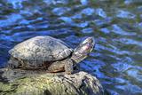 Tortoise Sunbathing by the Pond