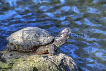 Tortoise Sunbathing by the Pond