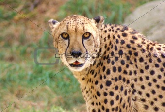 Leopard staring
