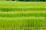 Green rice field in Thailand
