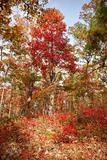 red tree in autumn forest