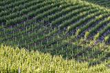 vineyards in italian hills