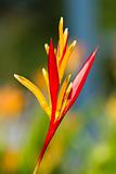 tropical heliconia