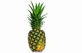 Pineapple upright