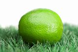 Green lemon on grass