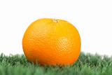 Orange on grass