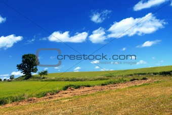 summer country view