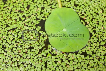 Lotus leaf.