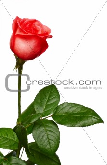 One rose