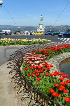 Plant of tulips in city