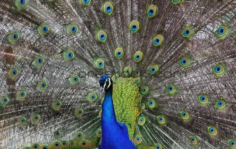 beautiful peacock