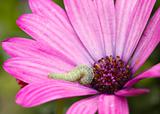Caterpillar on a Flower