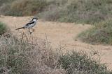 Southern Grey Shrike