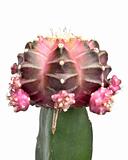 pink cactus