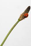 Ladybird on a grass stem